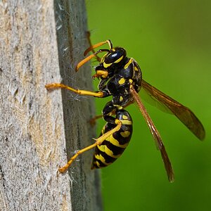 Paper Wasp - Home - 04282024 - 11- DN.jpg