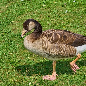 Graylag Canada Goose Hybrid - Munich - 07172023 - 01- DN.jpg