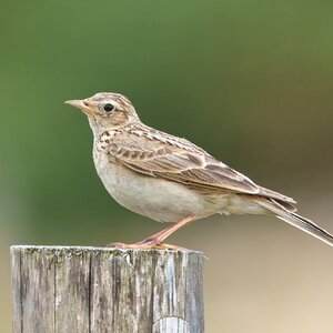 DSC04752 - Skylark.jpeg