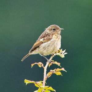 DSC04903 - Stonechat - female.jpeg