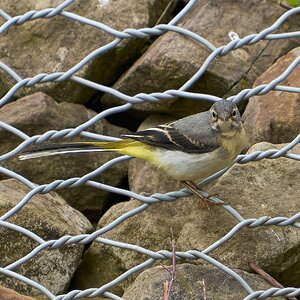 grey wagtail 2024 1.jpg