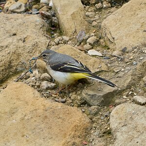 grey wagtail 2024 2.jpg