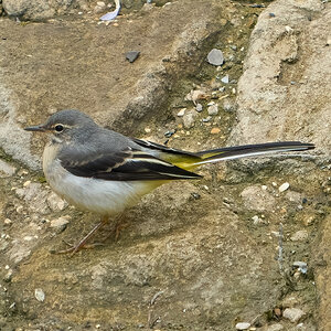 grey wagtail 2024 3.jpg