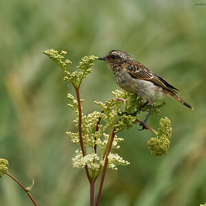 reed bunting 2024 6.jpg