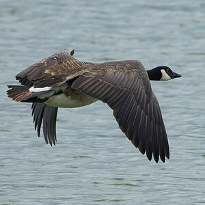 goose 2024 24.jpg