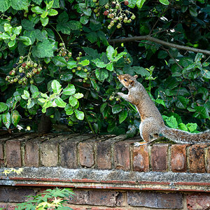 squirrel and berry-3.jpg