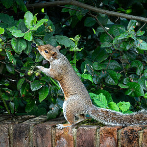 squirrel and berry-4.jpg