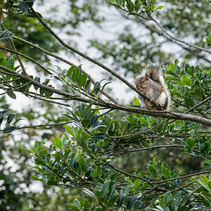 squirrel in tree-1.jpg