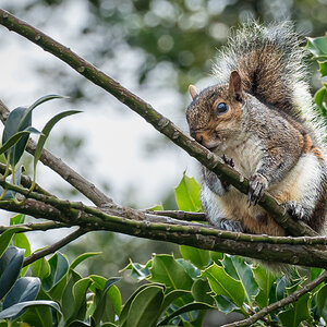 squirrel in tree-2.jpg