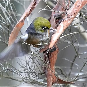 2Silvereye 6-r.jpg