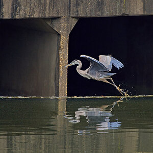 Alfred, Mirrored as He Starts Moving to the Other Side of the Culvert.jpeg