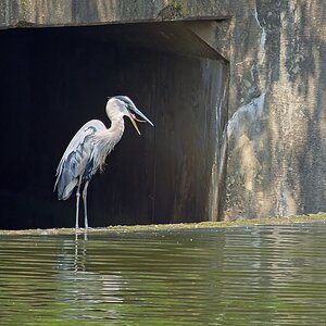 Alfred Chilling Out at the Culvert.jpeg