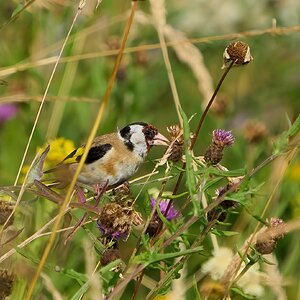 goldfinch 2024 5.jpg