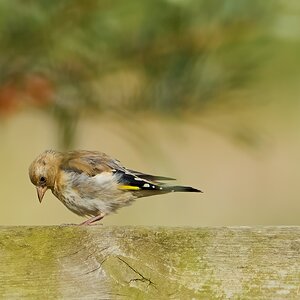 goldfinch 2024 6.jpg