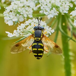 hoverfly 2024 (3).jpg