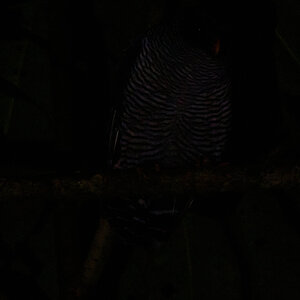 Black and White Owl - Umbrellabird Lodge - 09112022 - 01 1.jpg