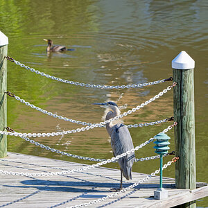 Alfred as a Cormorant Passes By.jpeg