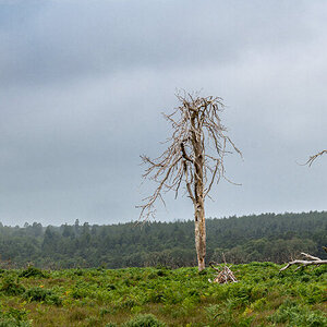 two trees-7_edited.jpg