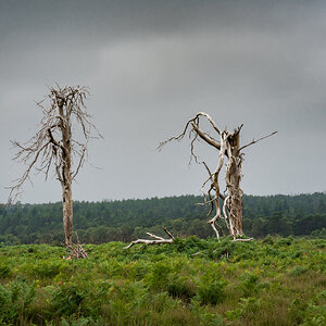 two trees-8.jpg