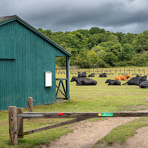 brockenhurst cricket club new forest-2.jpg