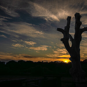 pig in the forest sunset-1.jpg