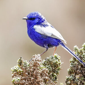 White-winged Fairy Wren 20-12-2022 (22).jpg