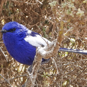 White-winged Fairy Wren 23-09-2019 (11).JPG