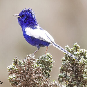 White-winged Fairy Wren 23-09-2019 (39).JPG