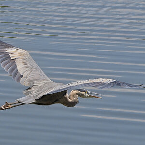 Alfred Flying off to Find Himself Some Lunch.jpeg