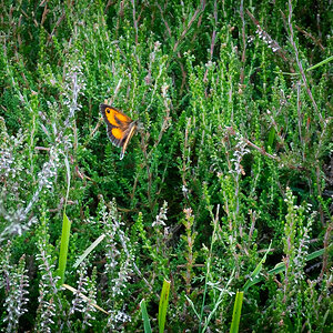 new forest butterfly-3.jpg