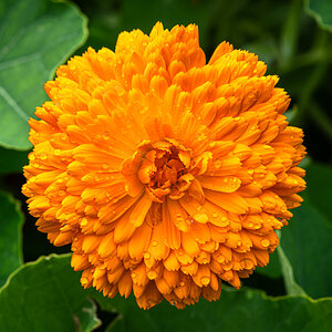 pig in the forest marigold-7.jpg