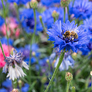 pig in the forest bee in garden-1.jpg