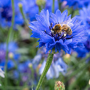 pig in the forest bee in garden-2.jpg