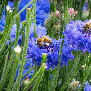 pig in the forest bee in garden-3.jpg