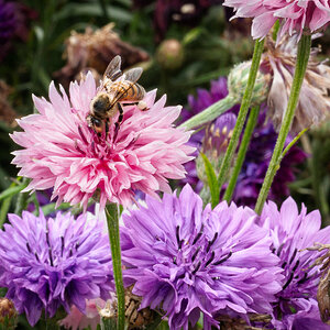 pig in the forest bee in garden-5.jpg