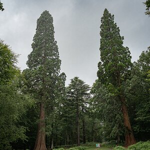 new forest redwoods-2.jpg