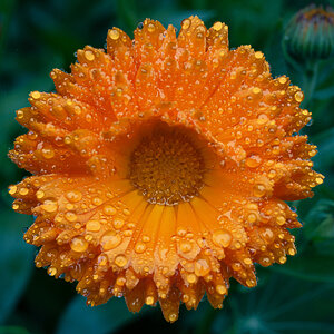 pig in the forest marigold in the rain-2.jpg