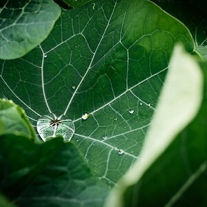 pig in the forest nasturtium in the rain-2.jpg