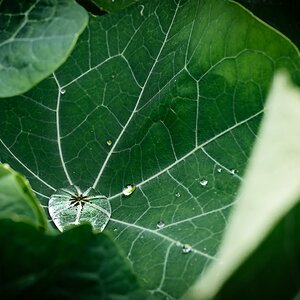 pig in the forest nasturtium in the rain-3.jpg