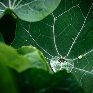 pig in the forest nasturtium in the rain-8.jpg