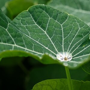 pig in the forest nasturtium in the rain-5.jpg