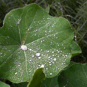 pig in the forest nasturtium in the rain-6.jpg