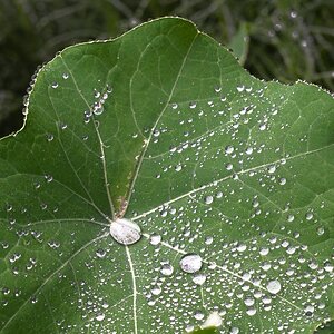 pig in the forest nasturtium in the rain-7.jpg