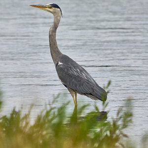 heron 2024 13.jpg