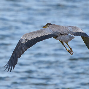 heron 2024 10.jpg