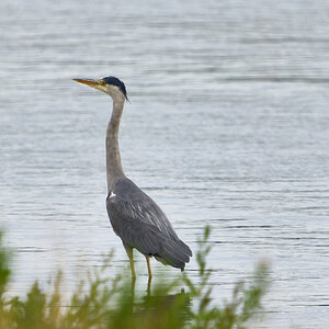 heron 2024 12.jpg