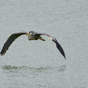 heron 2024 11.jpg