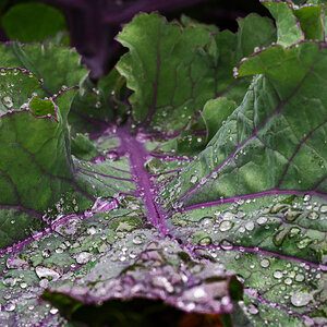 pig in the forest vegetable leaf in the rain-1.jpg