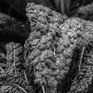 pig in the forest vegetable leaf in the rain-3.jpg