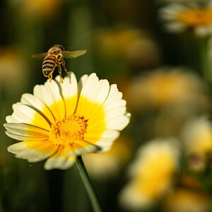 pig in the forest bee leaving daisy-1.jpg